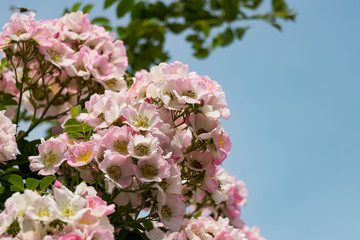 バラの花　千葉県八千代市