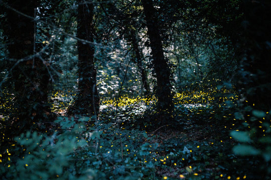 Fireflies in a forest during a summer evening.