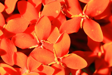 Orange leaves