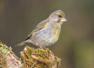 greenfinch