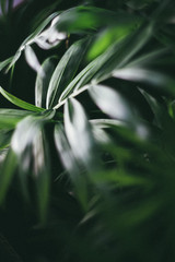 green leaves of tree