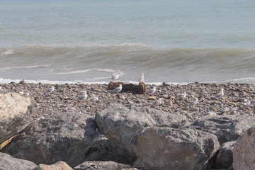 gulls sit on the shore on sea stones. Seagull on stoney beach