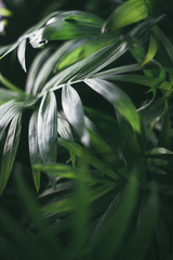 green leaves of tree