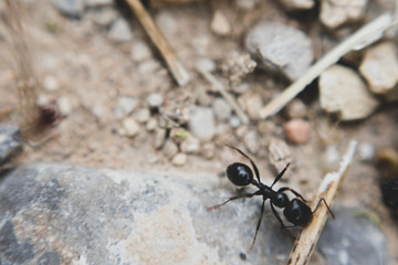 Fotografía macro de una hormiga trabajando