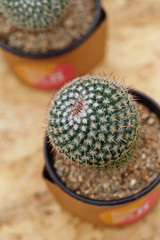 cactus in a pot