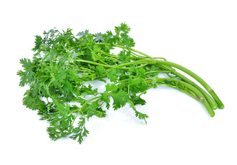 Coriander isolated on white background