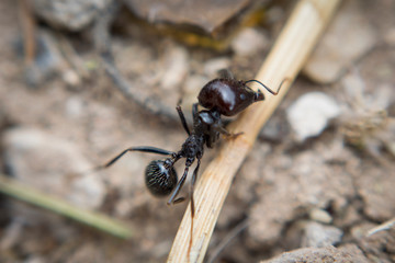 Fotografía macro de una hormiga trabajando