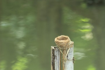 Bird nest on bamboo pole