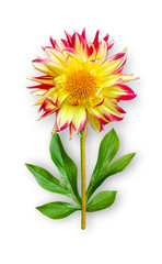 Combined unusual dahlia flower. Red-yellow dahlia with peony leaves. Art object on a white background.