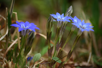 Bright blue gentian flowers in a meadow.