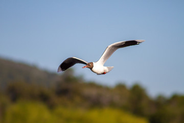 bird