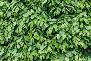 Fototapeta na wymiar green colorful leaves on bush, seamless background