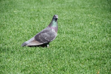 鳩