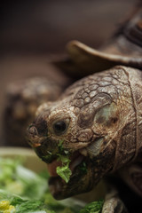 close up view of funny turtle with open mouth eating lettuce