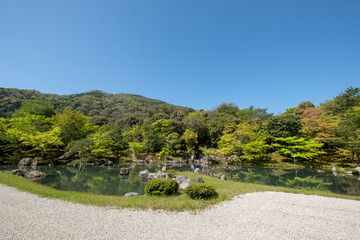 Water pond, tree with reflection in Japanese zen garden Kyoto Japan