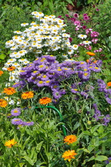 Erigeron and Daisy (lat. Leucanthemum vulgare) on the flower bed in the summer garden