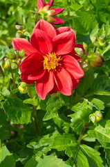 Red Dahlia flower blooms in the summer garden