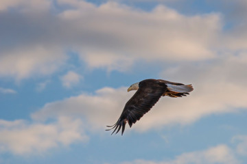 Bald Eagle in Flight