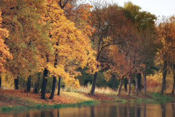 autumn landscape / yellow trees in autumn park, bright orange forest