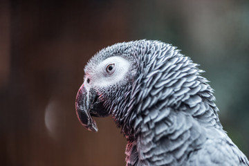 close up view of vivid grey fluffy parrot