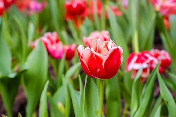 Red tulip garden green leaf