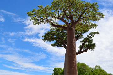 バオバブの木