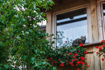 Fototapeta na wymiar Cat on the window of a house in Hallstatt, Austria.