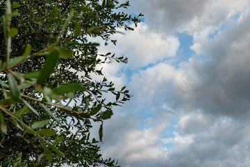 tree and blue sky