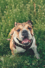 Funny smiling English bulldog. Cute Young english bulldog playing in green grass. Dog training. Happy bulldog runs in the meadow