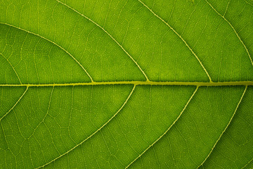 Fototapeta na wymiar Green leaf texture background, Leaf cell structure occurs naturally. Close-up.
