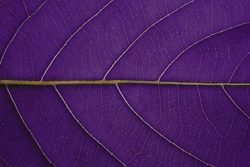 Fototapeta na wymiar Purple leaf texture background, Leaf cell structure occurs naturally. Close-up.