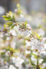 Obraz premium A branch of a blossoming cherry bush. Flowering plant. White flowers. Spring bush.