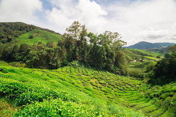 Tea plantation field on hill of mountain Cameron highland