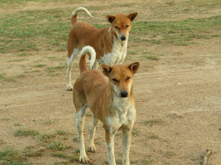 Two cute dogs on a rural ground looks very beautiful in summer tinemorning on