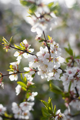 Fototapeta premium A branch of a blossoming cherry bush. Flowering plant. White flowers. Spring bush.