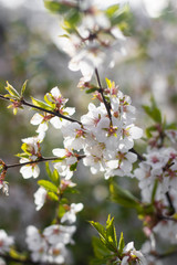 A branch of a blossoming cherry bush. Flowering plant. White flowers. Spring bush.