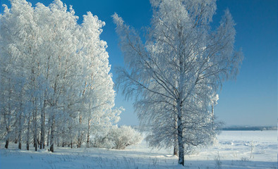 A line of birches in a deep snowdrift on scintillating snow, in frosty clear day