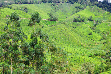 Fototapeta na wymiar Tea plantation field on hill of mountain Cameron highland