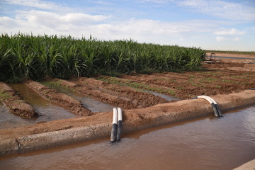 Syphon irrigated corn field