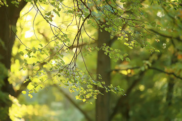 summer park background / nature trees green leaves, abstract background summer view