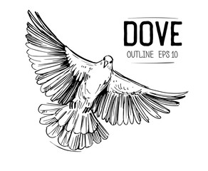 Sketch of a flying dove. Hand drawn illustration converted to vector