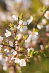 A branch of a blossoming cherry bush. Flowering plant. White flowers. Spring bush.