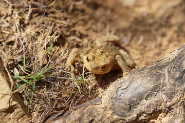 Closeup of a Brown colored frog with orange eyes