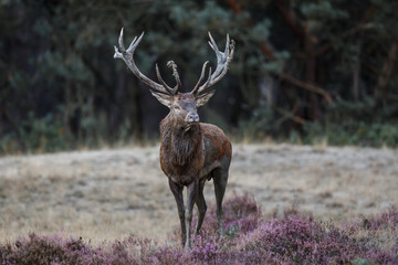 Red deer stag in the rutting season in Hoge Veluwe National Park in The Netherlands