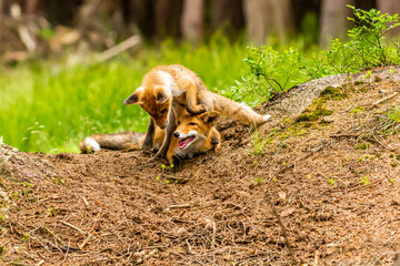 Red fox, vulpes vulpes, adult fox with young