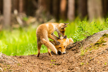 Red fox, vulpes vulpes, adult fox with young