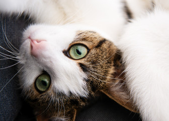 Portrait of a domestic english cat