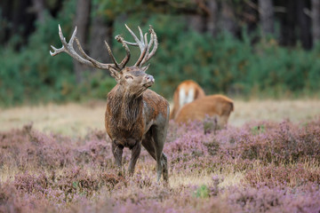 Red deer stag in the rutting season in Hoge Veluwe National Park in The Netherlands
