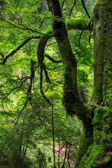 Märchenhafter Wald in Niedersonthofen