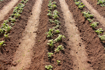 Potato beds in the garden. Close-up. Vertical view. Background.